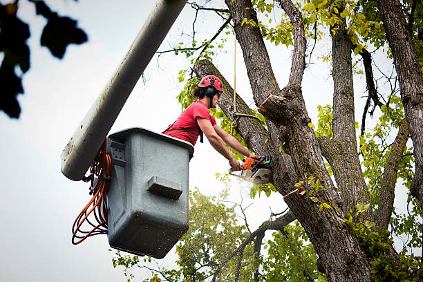 Best Tree Mulching  in North College Hill, OH